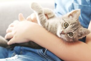 Сухой корм для кошек Grandorf. Отзывы владельцев
