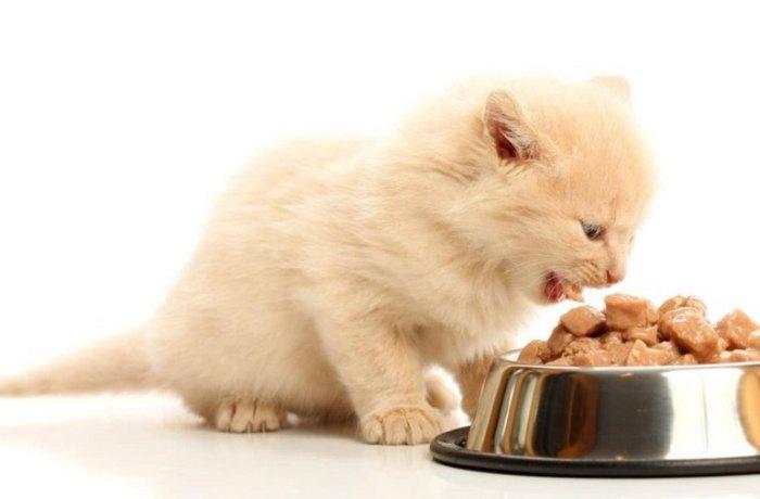 Как кормить котенка влажным кормом?