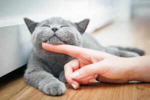 Почему кошка может отказаться от нового высококачественного корма?