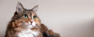 Как часто нужно давать влажный корм для кошек?