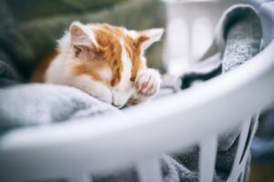 Как правильно переводить кошку на новый корм?