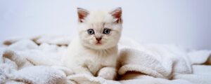 Как кормить котенка влажным кормом?