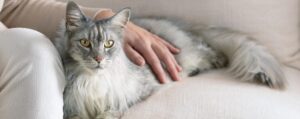 Как приучить кота к унитазу?